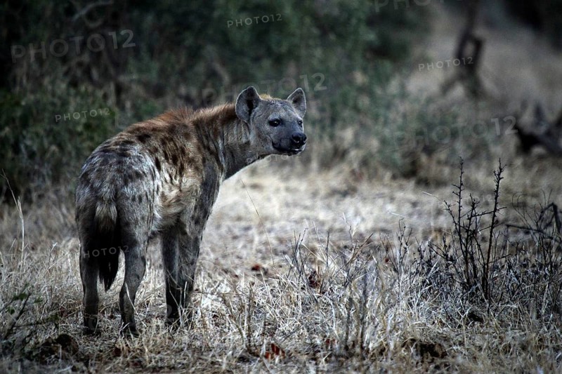Hyena stands in the dry grass of Kruger National Park near Shingwedzi, Kruger National Park, Shingwedzi, South Africa
