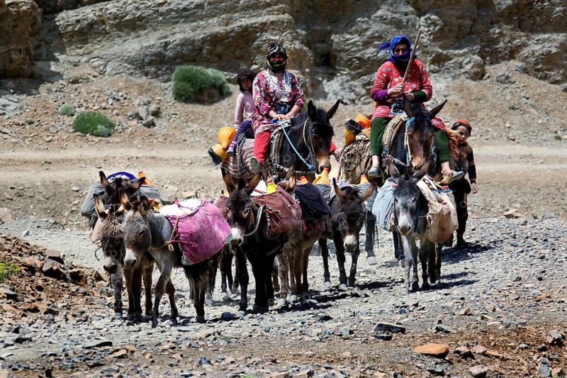 Nomads with loaded donkeys in a rocky landscape on a travel route, Tizgui n'Ouadda, Morocco