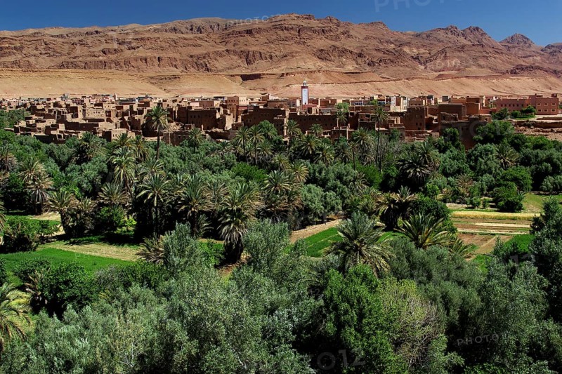 Lush palm sea surrounds a desert village in the Todra Gorge, Todra, Gorge, Palmerie