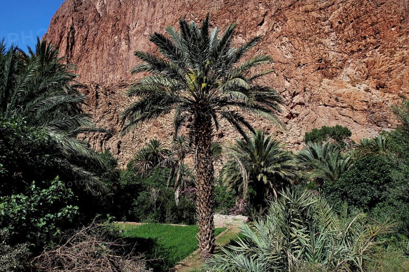 Large palm tree against a rocky backdrop in the Todra Gorge, Todra, Morocco