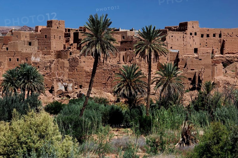 Clay buildings and palm trees in the Todra Gorge surrounded by desert vegetation, Todra, Morocco