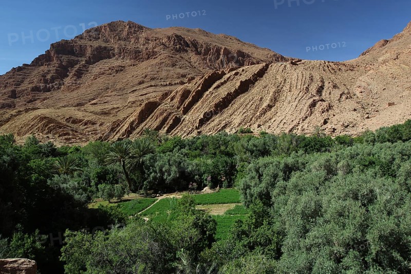 Todra Gorge landscape with green palmery and impressive rock formations, Todra, Drâa-Tafilalet region, Morocco