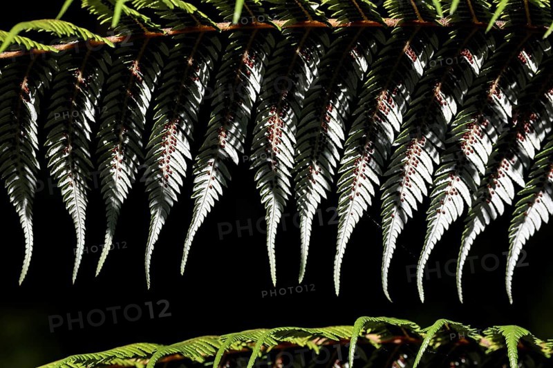 Close-up view of the textured leaves of a silver fern in Te Puia, Rotorua, New Zealand