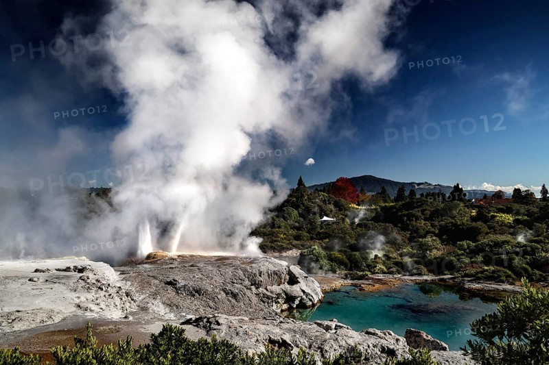 The Poehutu geyser in Te Puia surrounded by rising steam and blue water in the geothermal area, Rotorua, North Island, New Zealand