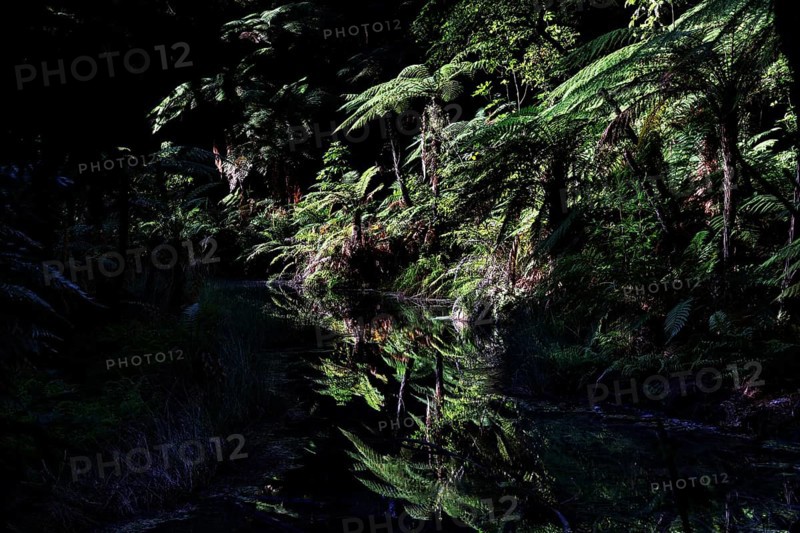 Dense forest with water reflections in Whakarewarewa in Rotorua, Rotorua, New Zealand