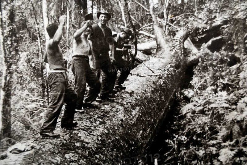 Group of loggers working in forest on historic black and white photo, Waitangi, New Zealand