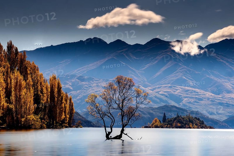 Lonely tree in Lake Wanaka against a picturesque mountain backdrop in autumn, Wanaka, Otago, New Zealand