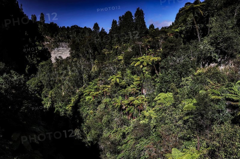 Dense forest in the Mangapuna Valley near the Bridge to Nowhere along the Whanganui River, Whanganui River, New Zealand