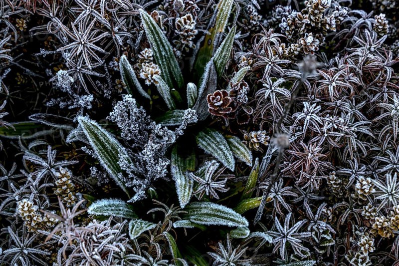 Ice-covered alpine vegetation in Tongariro Alpine Crossing, Tongariro National Park, North Island, New Zealand