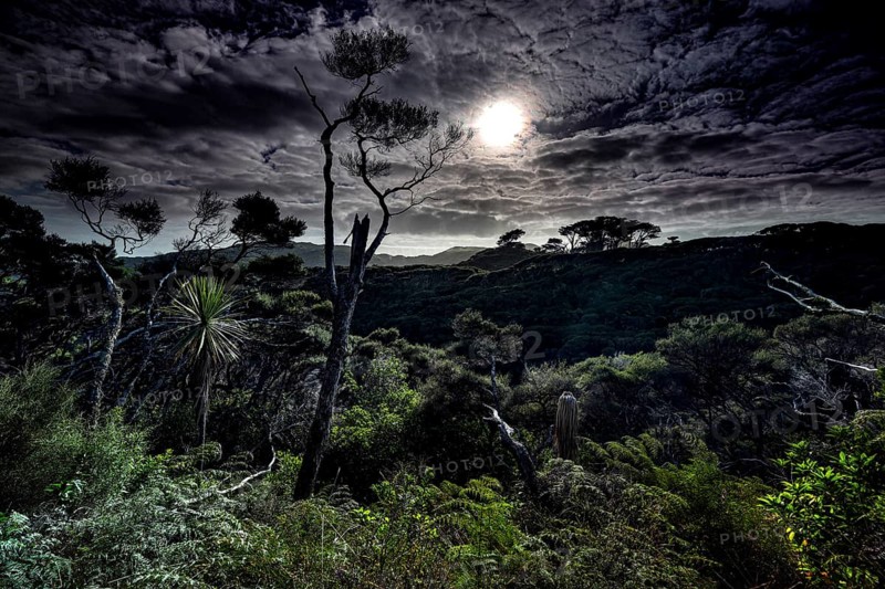 Nocturnal forest landscape with moonlight near Wharariki Beach, Wharariki Beach, New Zealand
