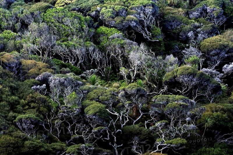 Dense forest area with lush vegetation near Wharariki Beach, Wharariki Beach, Tasman, New Zealand