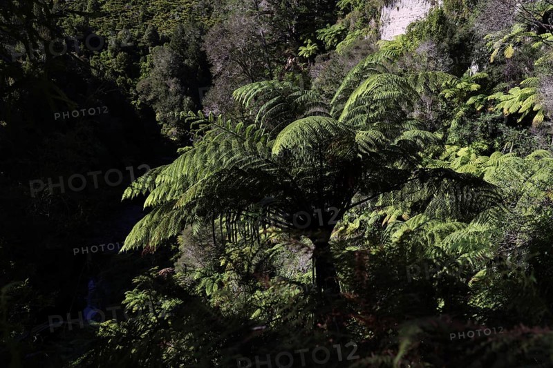 Large fern in dense forest area along the Whanganui River, Whanganui River, New Zealand