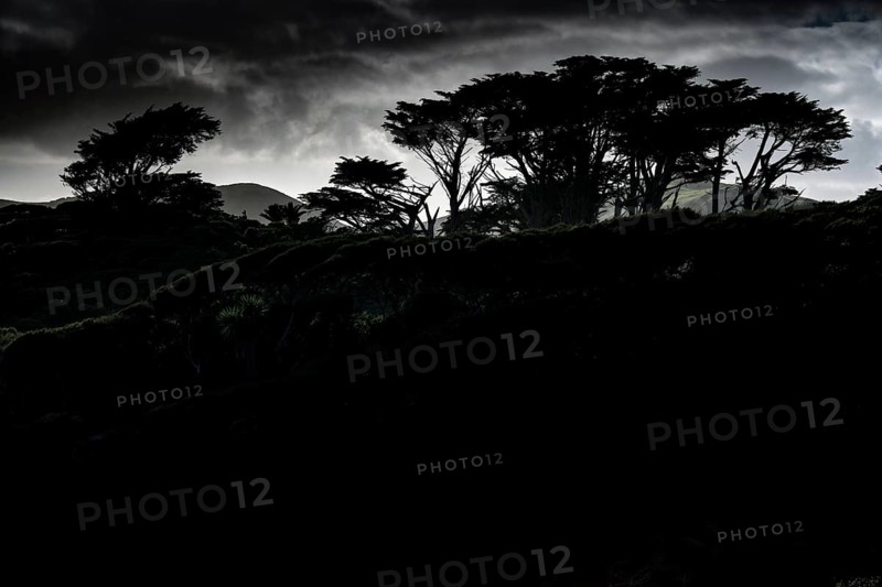Silhouettes of trees at sunset near Wharariki Beach, Wharariki Beach, Tasman, New Zealand