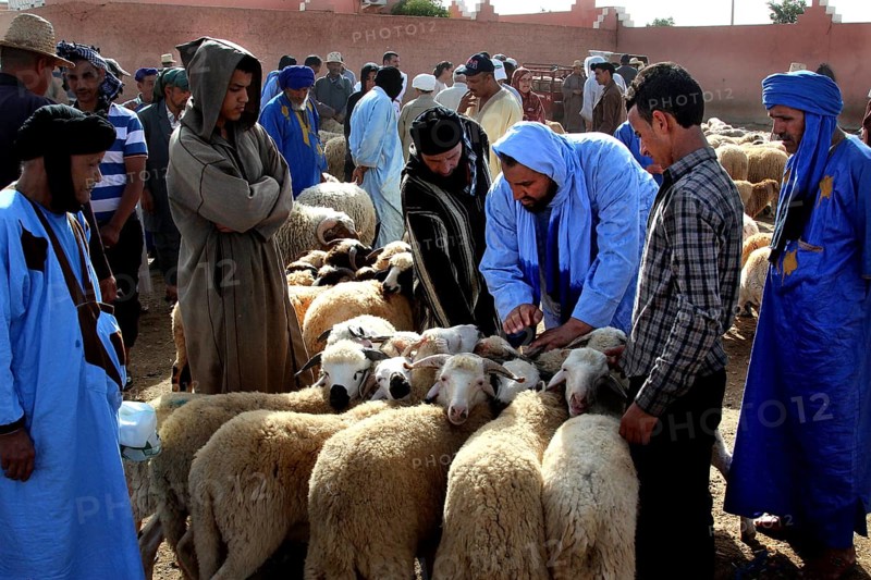 People looking at and trading sheep at Guelmim cattle market, Guelmim, Morocco