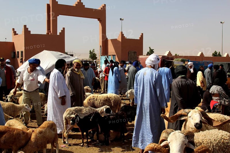 A lively cattle market with people in traditional garments and sheep, Guelmim, Guelmim-Oued Noun, Morocco