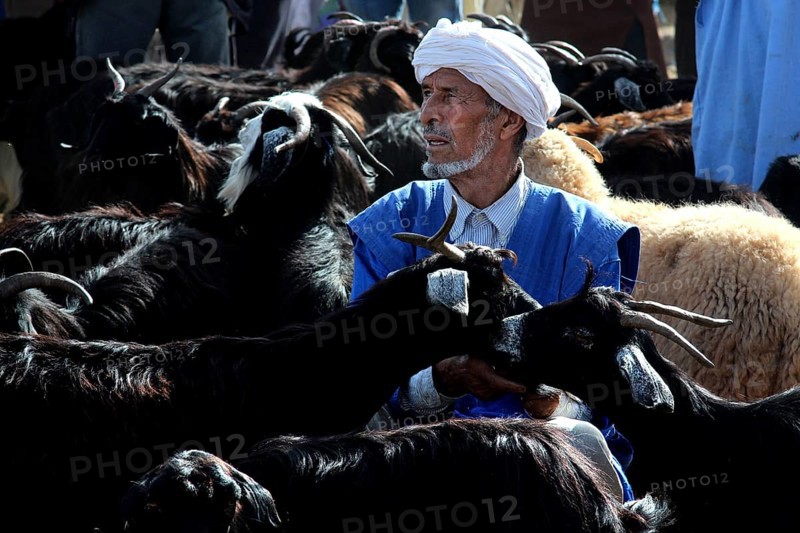 Man wearing traditional clothes surrounded by cattle at a busy market, Guelmim, Morocco