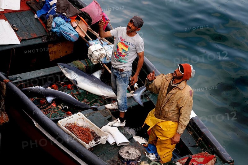 Fishermen work their catch on a boat in the harbor early in the morning, El Jadida, harbor, Morocco