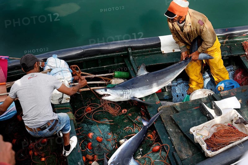 Two fishermen in work clothes process their catch on a boat, El Jadida, harbor, Morocco
