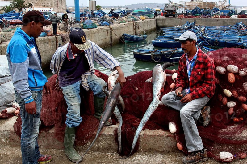 Fishermen present their catch on a harbour pier in Essaouira, Essaouira, Morocco