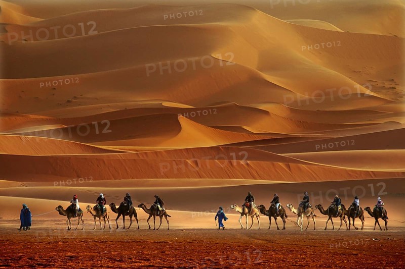 Camel caravan moves through the impressive sand dunes of Erg Chebbi, Erg Chebbi, Morocco