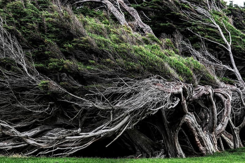 Dense, windswept trees with complex texture at Slope Point, Slope Point, Otago, New Zealand
