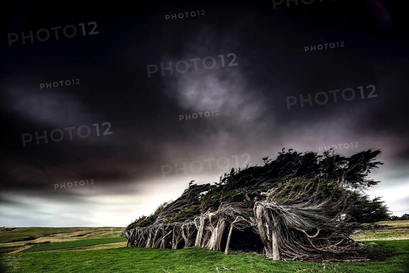 Heavily windswept trees under a gloomy sky at Slope Point, Slope Point, Otago, New Zealand
