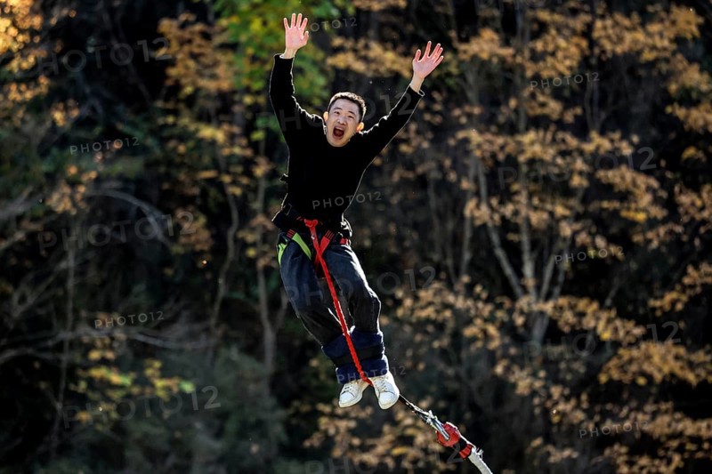 Jumpers in the air bungee jumping from Kawarau Bridge amidst autumn trees, Queenstown, Kawarau Bridge, New Zealand