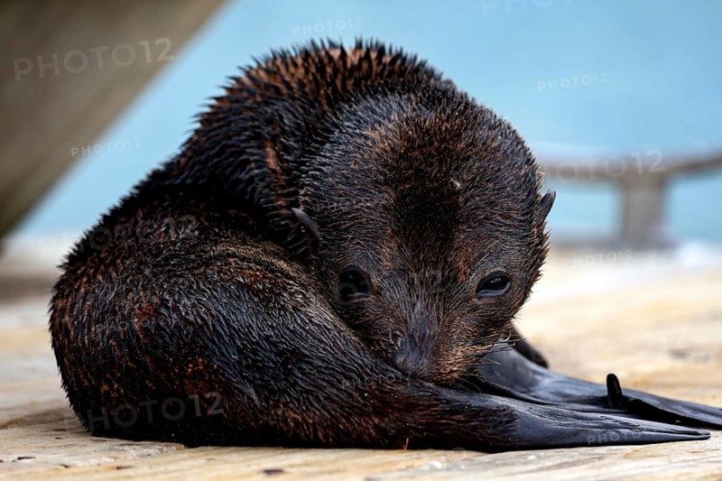 A sleeping sea lion huddled on a wooden walkway, Queen Charlotte Sound, Marlborough, New Zealand
