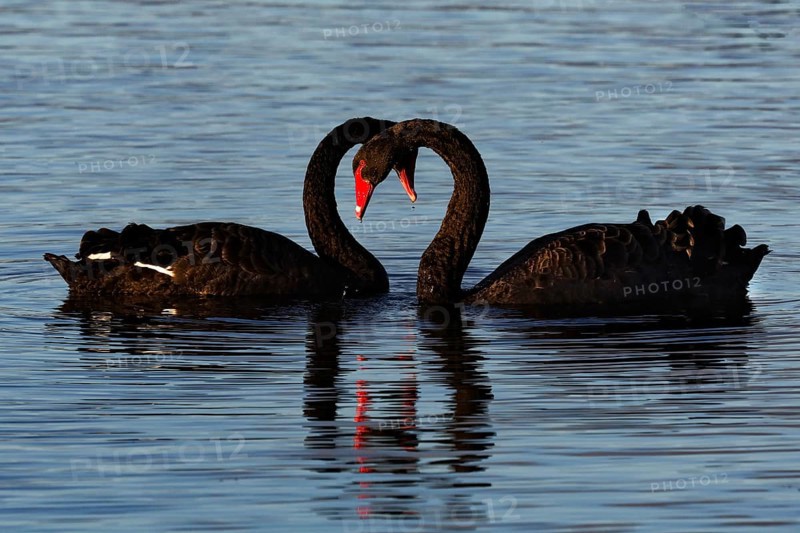 Two black swans form hearts with their necks on the calm water of Lake Rotorua, Rotorua, North Island, New Zealand