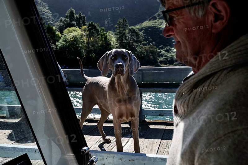 Dog on a pier looking curiously while a man is sitting in the boat
