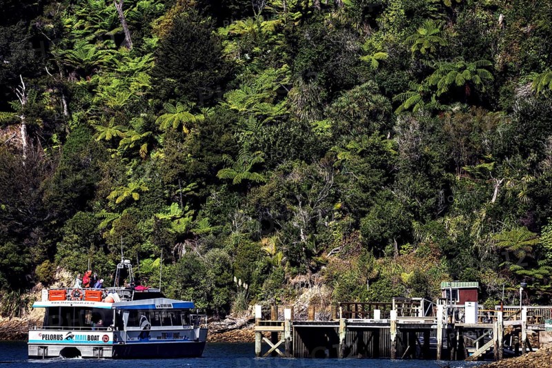 Mailboat delivers parcels to a dock in the dense forest in Pelorus Sound