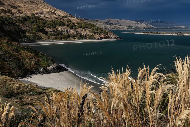 Coastal view of Pilot's Beach with views of the ocean and surrounding hills, Otago Peninsula, New Zealand