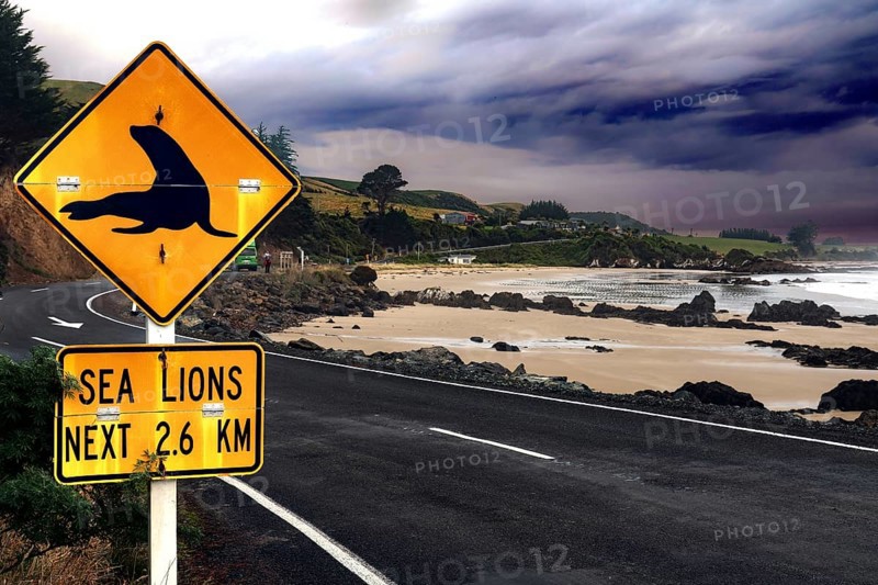 Road sign on a coastal road near Nugget Point warning of sea lions, Nugget Point, Otago, New Zealand