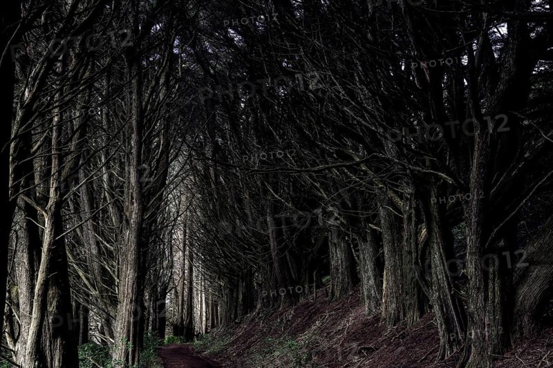 Dark tunnel path surrounded by trees on the Otago Peninsula, looks mystical and mysterious, Otago Peninsula, New Zealand
