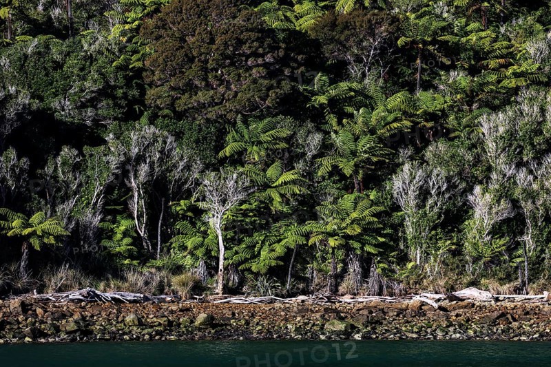 Dense forest landscape full of green ferns at Pelorus Sound, Pelorus Sound, Marlborough, New Zealand