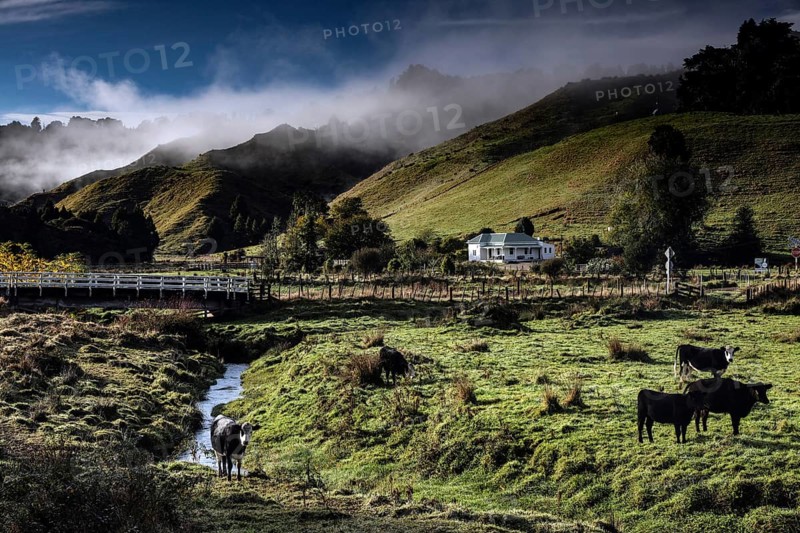 Green landscape with hills and grazing cows along the Forgotten World Highway