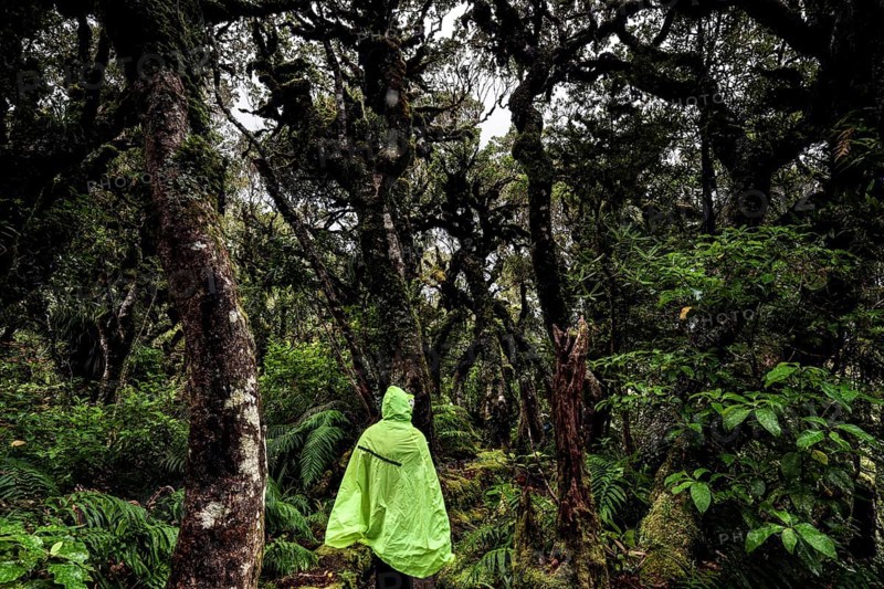 Dense forest in Goblin Forest with hikers in glowing jacket, Mount Egmont National Park, New Zealand