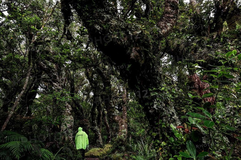 Densely overgrown trees in Goblin Forest with moss-covered branches in Mt Egmont National Park, Taranaki, New Zealand