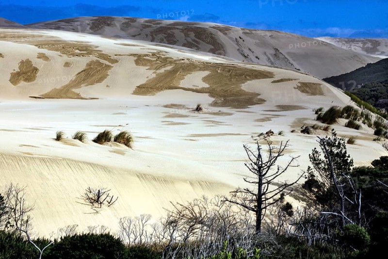 Extensive sand dune landscape at Ninety Miles Beach in New Zealand, Ninety Miles Beach, New Zealand