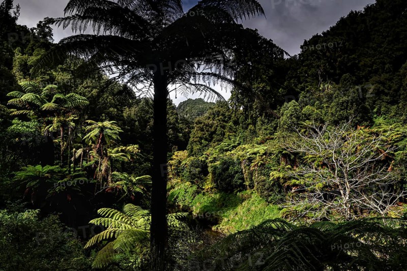 Dense vegetation and lush greenery on Forgotten World Highway, zero