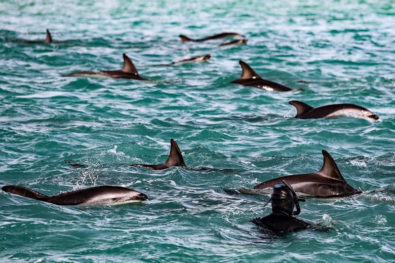 Many dolphins and a snorkeler interacting playfully in the water of Kaikoura, Kaikoura, New Zealand