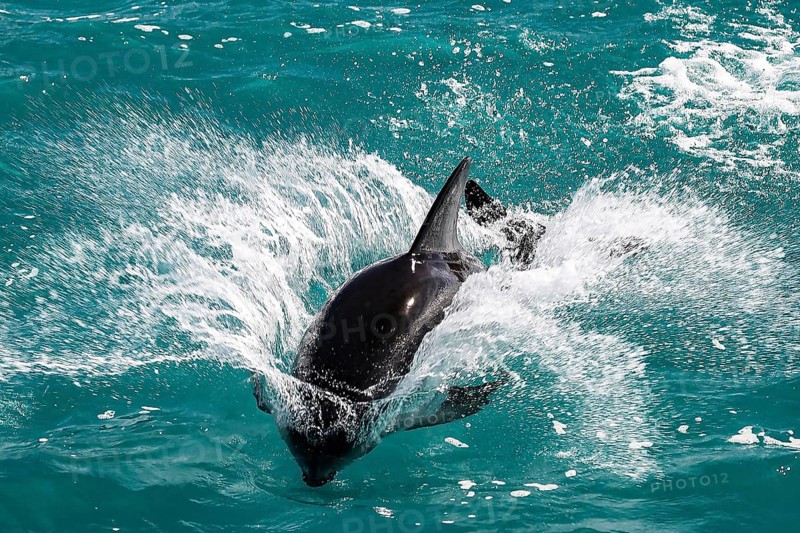 A dolphin jumps through the turquoise ocean waves in Kaikoura, Kaikoura, New Zealand