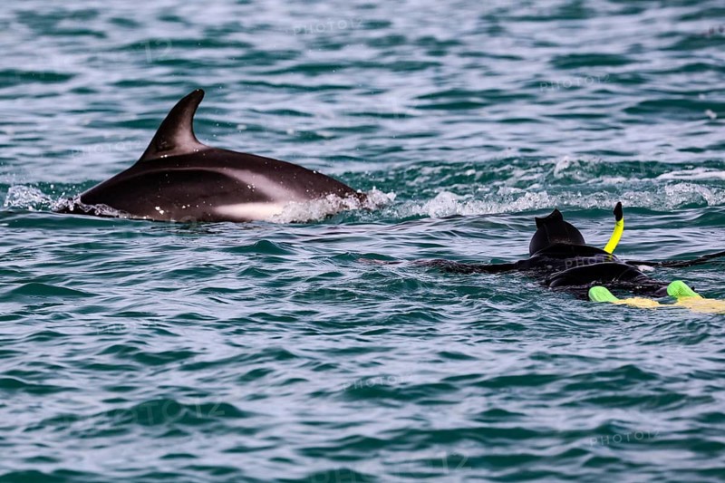 A snorkeler swims near a dolphin in the blue water of Kaikoura, Kaikoura, New Zealand