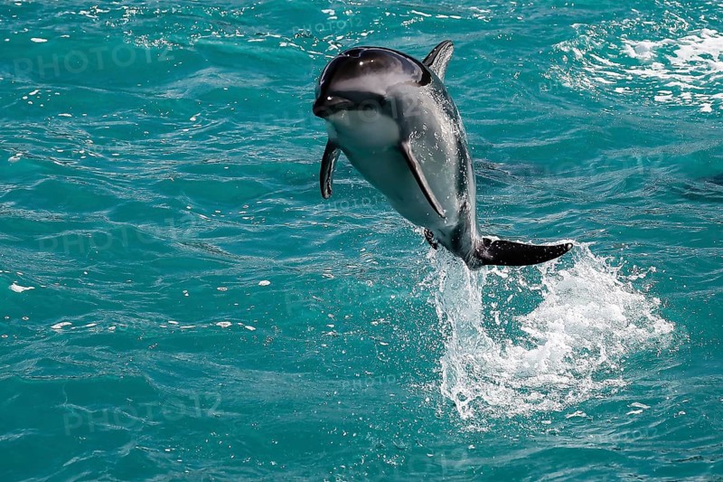 An elegant dolphin jumps out of turquoise water near Kaikoura, Kaikoura, New Zealand