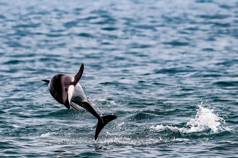 A dolphin dynamically jumps out of the sea near Kaikoura, Kaikoura, New Zealand