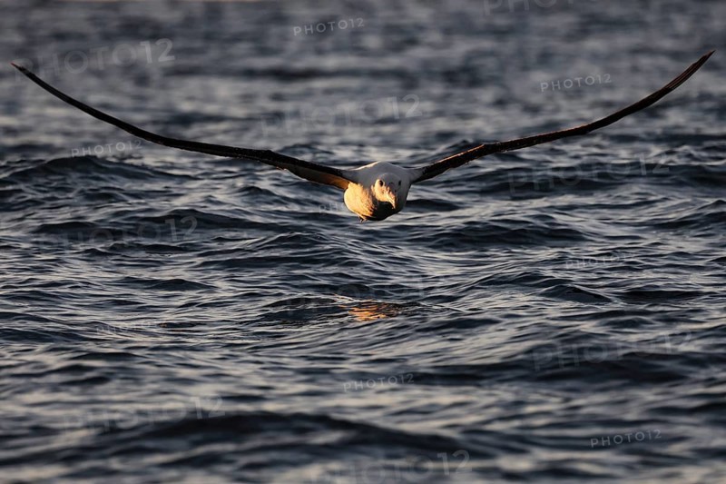 King albatross hovers just above the water surface near Kaikoura, Kaikoura, New Zealand