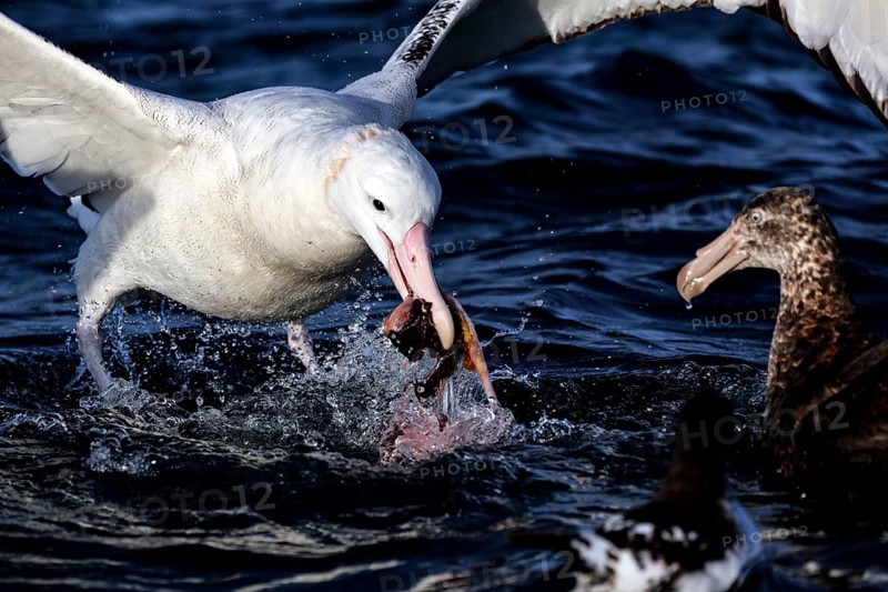 Albatross and other birds feeding in the ocean off Kaikoura, Kaikoura, Canterbury, New Zealand