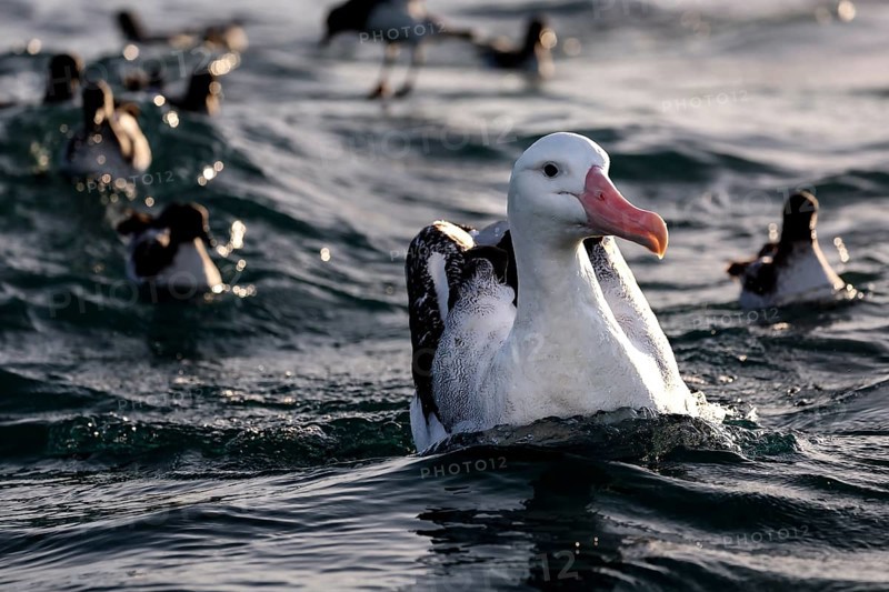 Albatross feeding in the ocean off Kaikoura, accompanied by other seabirds, Kaikoura, Canterbury, New Zealand