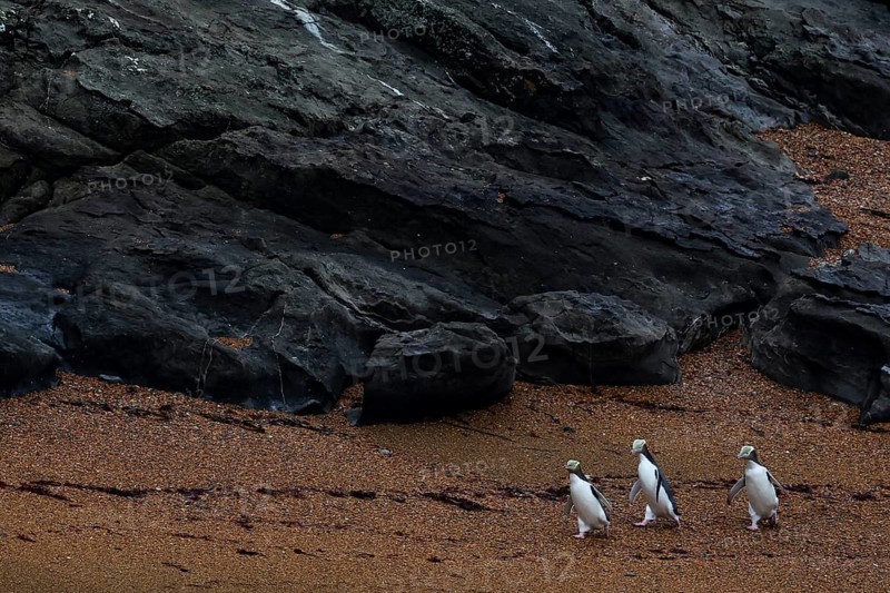 Three yellow-eyed penguins on a rocky stretch of beach near Katiki Point, Katiki Point, Otago, New Zealand