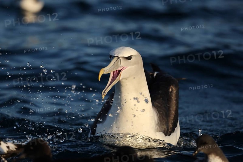 Bald-headed albatross calls across the water surface near Kaikoura, Kaikoura, New Zealand
